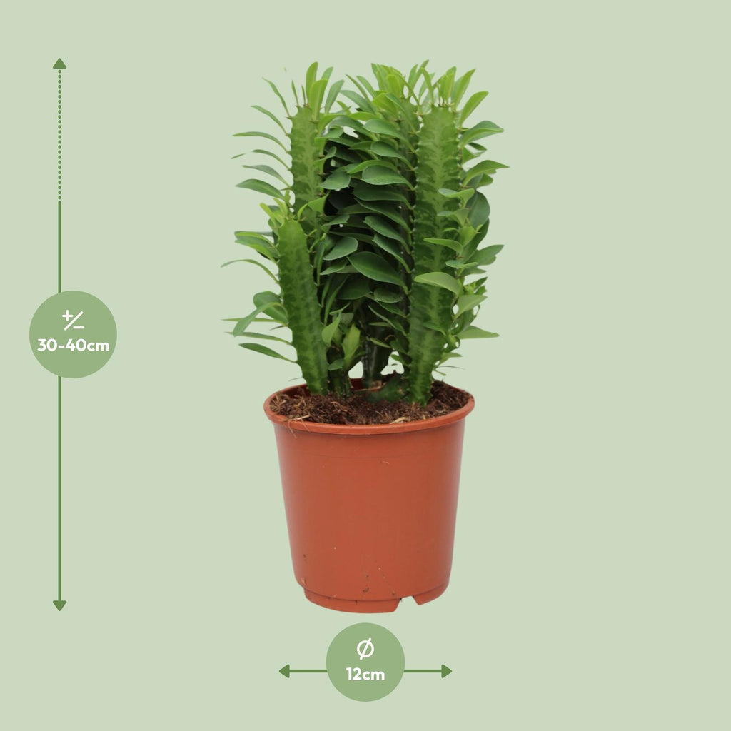 Euphorbia Trigona – Ø12 cm, 40 cm høj