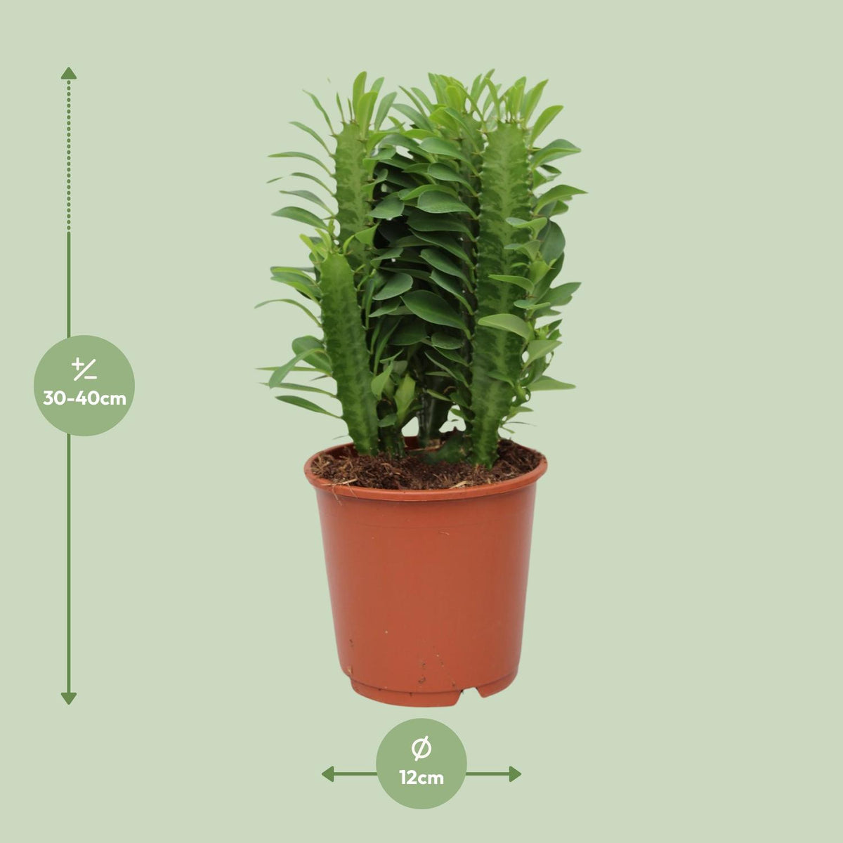 Euphorbia Trigona – Ø12 cm, 40 cm hoog