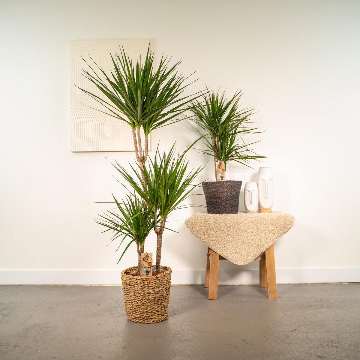 Dracaena (Drachenbaum) – Ø 21 cm, 70 cm hoch
