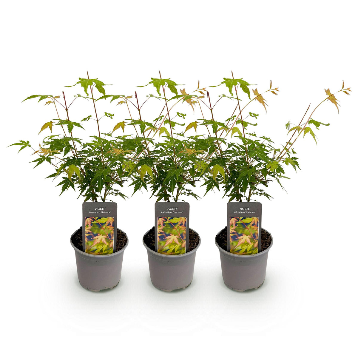 Acer palmatum 'Katsura' (Japanse esdoorn) – oranje – 3 planten, Ø12 cm, 35 cm hoog