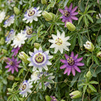 Passiflora 'Tricolour' (passiflore tricolore) – blanc-violet-rose – 6 plantes, Ø9 cm, 35 cm de haut