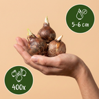 Mélange de variétés de crocus – 400 bulbes à fleurs (calibre 5/6)
