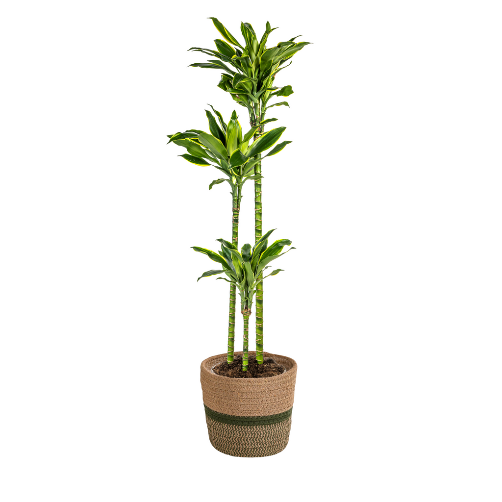 Dracaena fragrans Golden Coast (Drachenbaum) mit Korb – Ø 24 cm, 130–150 cm hoch