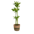 Dracaena fragrans Golden Coast (Drachenbaum) mit Korb – Ø 24 cm, 130–150 cm hoch