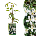 Clematis montana 'Wilsonii' (bosrank) – wit – Ø9 cm, 35 cm hoog