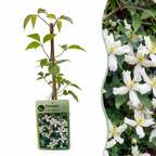 Clematis montana 'Wilsonii' (bosrank) – wit – Ø9 cm, 35 cm hoog
