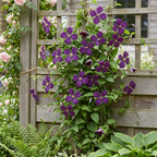 Clematis 'Viticella Polish Spirit' (Virgin's-bow-delft) – purple – 6 plants, Ø9 cm, 35 cm high