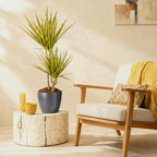 Dracaena Sunray (arbre dragon) dans pot décoratif Potter gris – Ø21 cm, 90–100 cm de haut