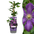 Clematis 'Etoile Viol' (Virgin's Bower) – purple – Ø9 cm, 35 cm high