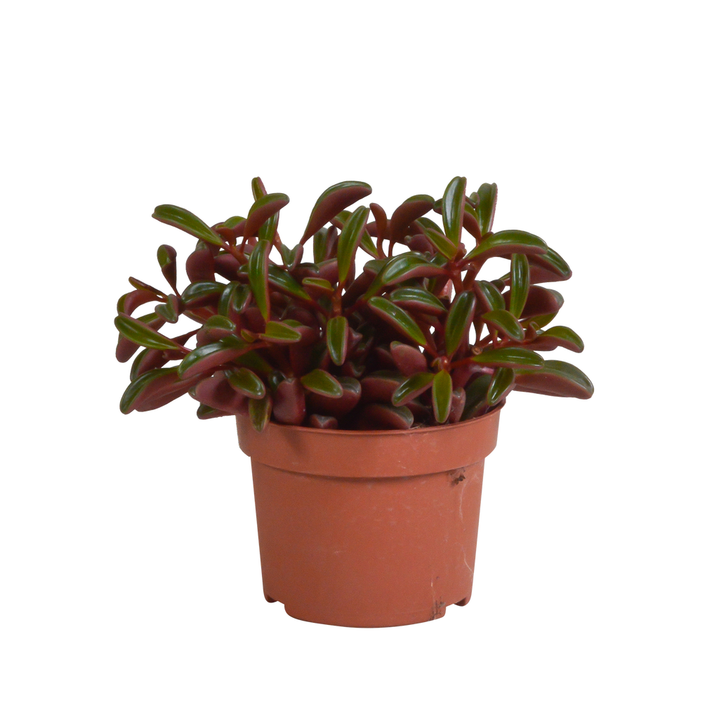 Peperomia graveolens zonder sierpot – Ø11 cm, 20 cm hoog