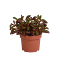 Peperomia graveolens zonder sierpot – Ø11 cm, 20 cm hoog