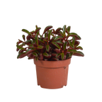 Peperomia graveolens zonder sierpot – Ø11 cm, 20 cm hoog