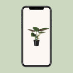 Alocasia Wentii (elefantøre) – Ø19 cm, 70 cm høj