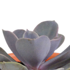 15× Mélange de cactus et plantes grasses (Cactaceae) – Ø6 cm, 13 cm de haut