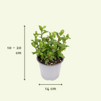 4× Pflanzenmix – Ø14 cm, 18 cm hoch