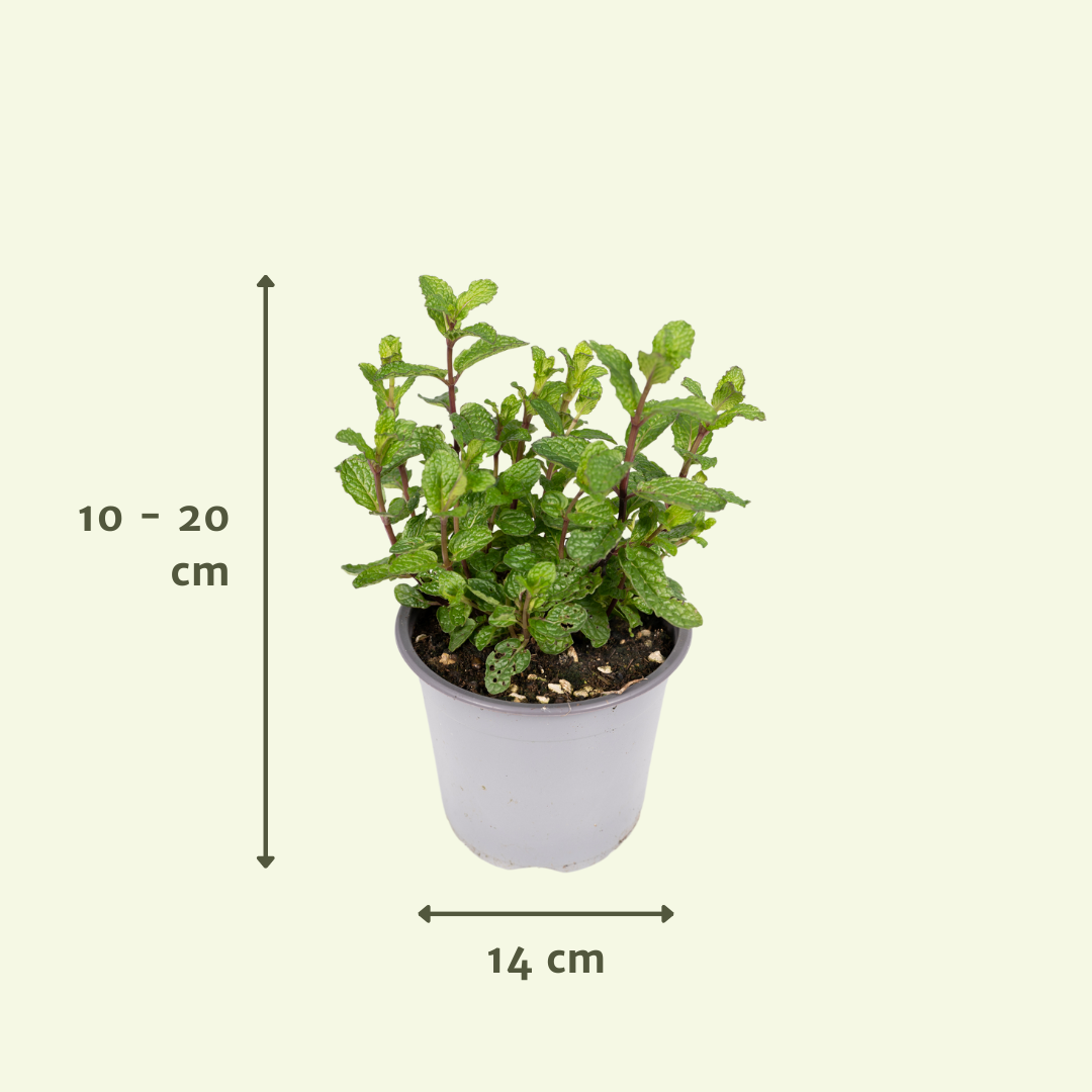 4× Pflanzenmix – Ø14 cm, 18 cm hoch