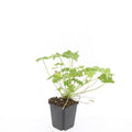 Geranium macrorrhizum 'Czakor' (cranesbill) – 48 plants, Ø9 cm, 10–25 cm high