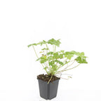 Geranium macrorrhizum 'Czakor' (cranesbill) – 48 plants, Ø9 cm, 10–25 cm high