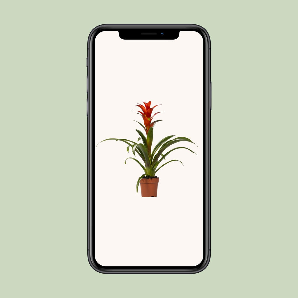 Guzmania Ostara (Bromeliaceae) – Ø12 cm, 45 cm høj