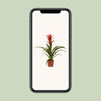 Guzmania Ostara (Bromeliaceae) – Ø12 cm, 45 cm høj