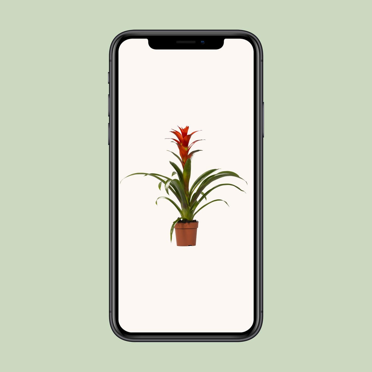 Guzmania Ostara (Bromeliaceae) – Ø12 cm, 45 cm hoog