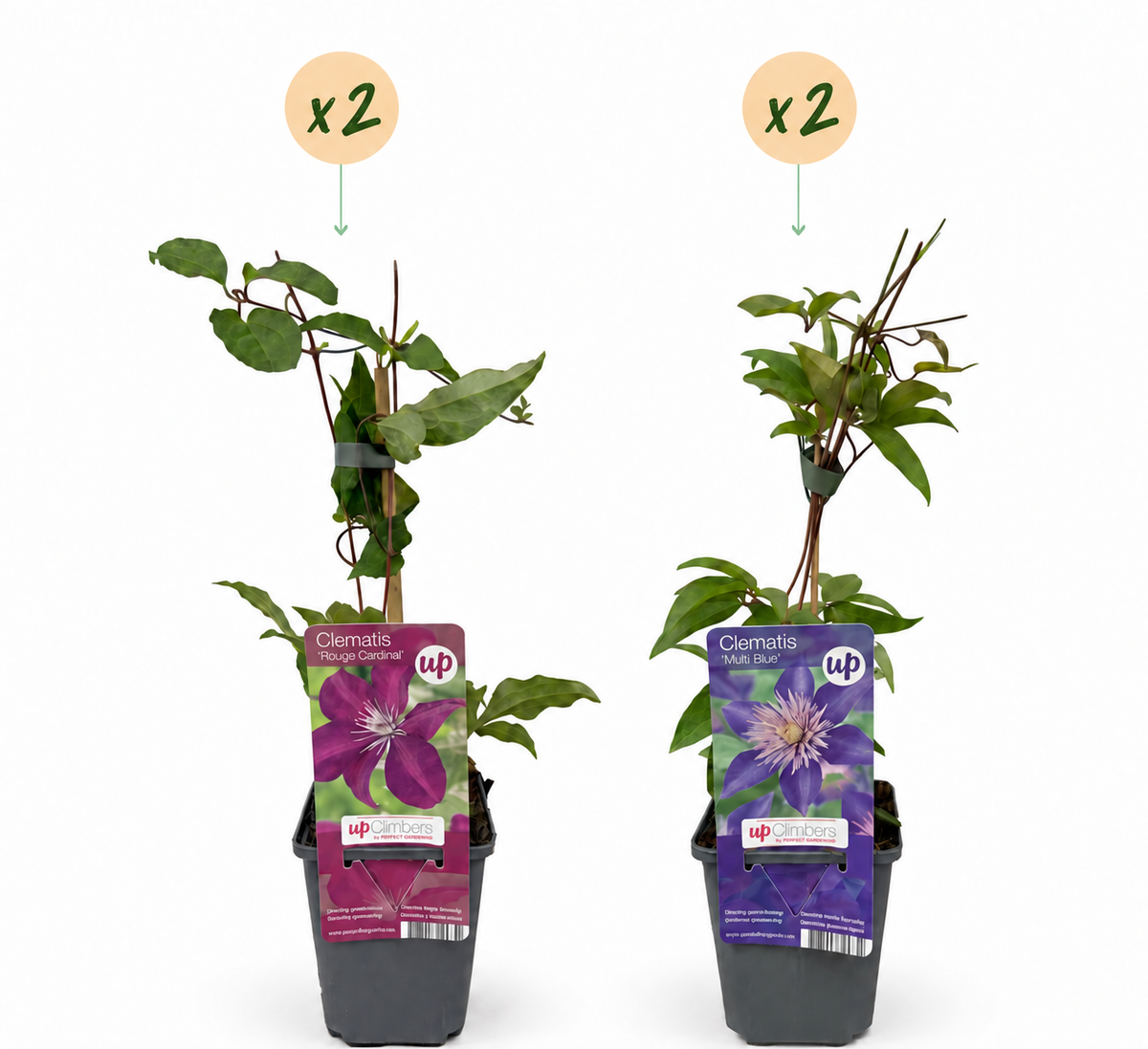 Clematis 'Duo Blue & Red' (bosrank) – blauw-rood – 4 planten, Ø9 cm, 35 cm hoog