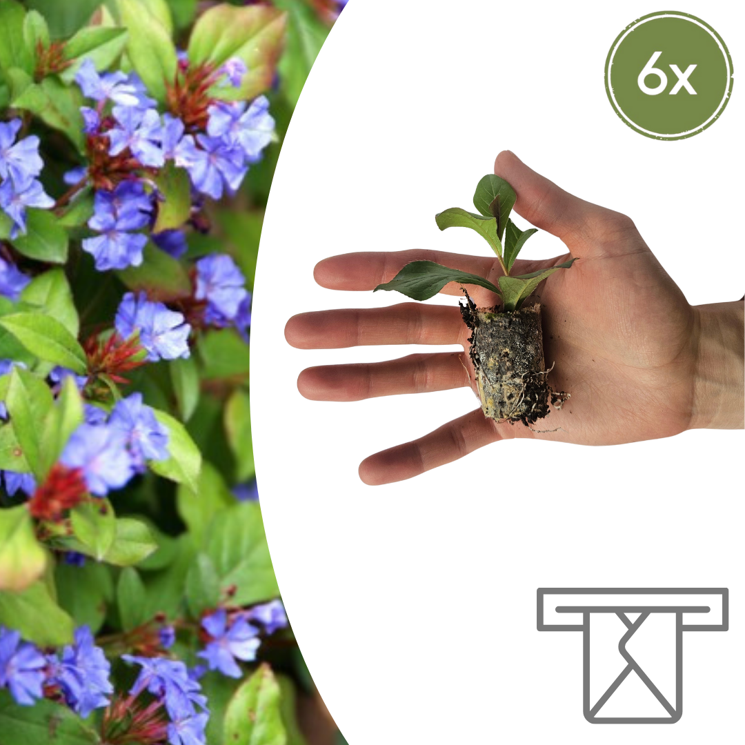 Ceratostigma (loodkruid)