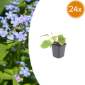 Brunnera macrophylla (Myosotis du Caucase) – 24 plantes, Ø9 cm, 10–25 cm de haut