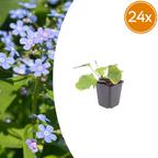 Brunnera macrophylla (Myosotis du Caucase) – 24 plantes, Ø9 cm, 10–25 cm de haut