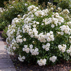 Rosa 'White Fairy' (rosier) – blanc – 3 plants, Ø12 cm, 20–25 cm de haut