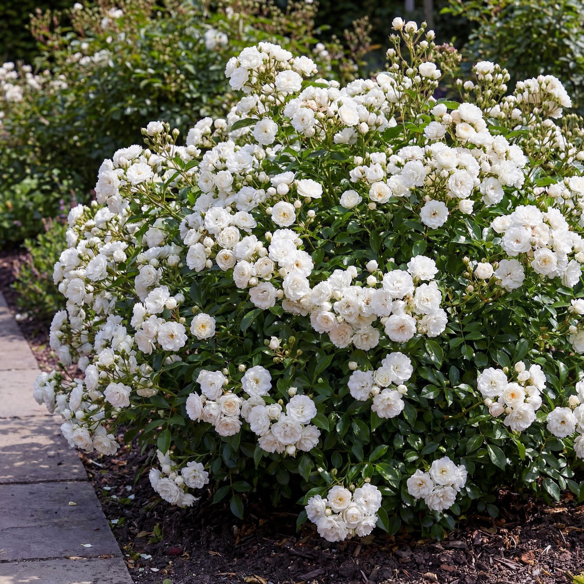 Rosa 'White Fairy' (rosier) – blanc – 3 plants, Ø12 cm, 20–25 cm de haut – photo 6