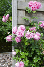 Rosa 'Crazy' (pink rose) – Ø15 cm, 65 cm high