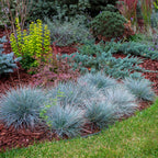 Festuca glauca 'Intense Blue' (fétuque bleue) – 4 plantes, Ø17 cm, 50 cm de haut