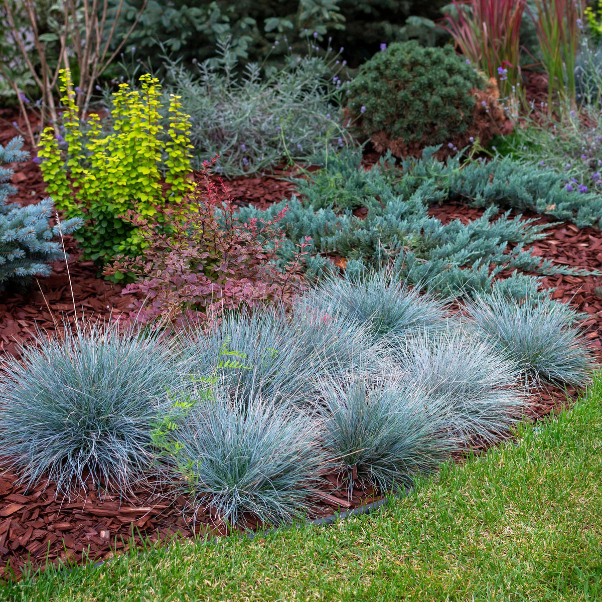 Festuca glauca 'Intense Blue' (fétuque bleue) – 4 plantes, Ø17 cm, 50 cm de haut – photo 4