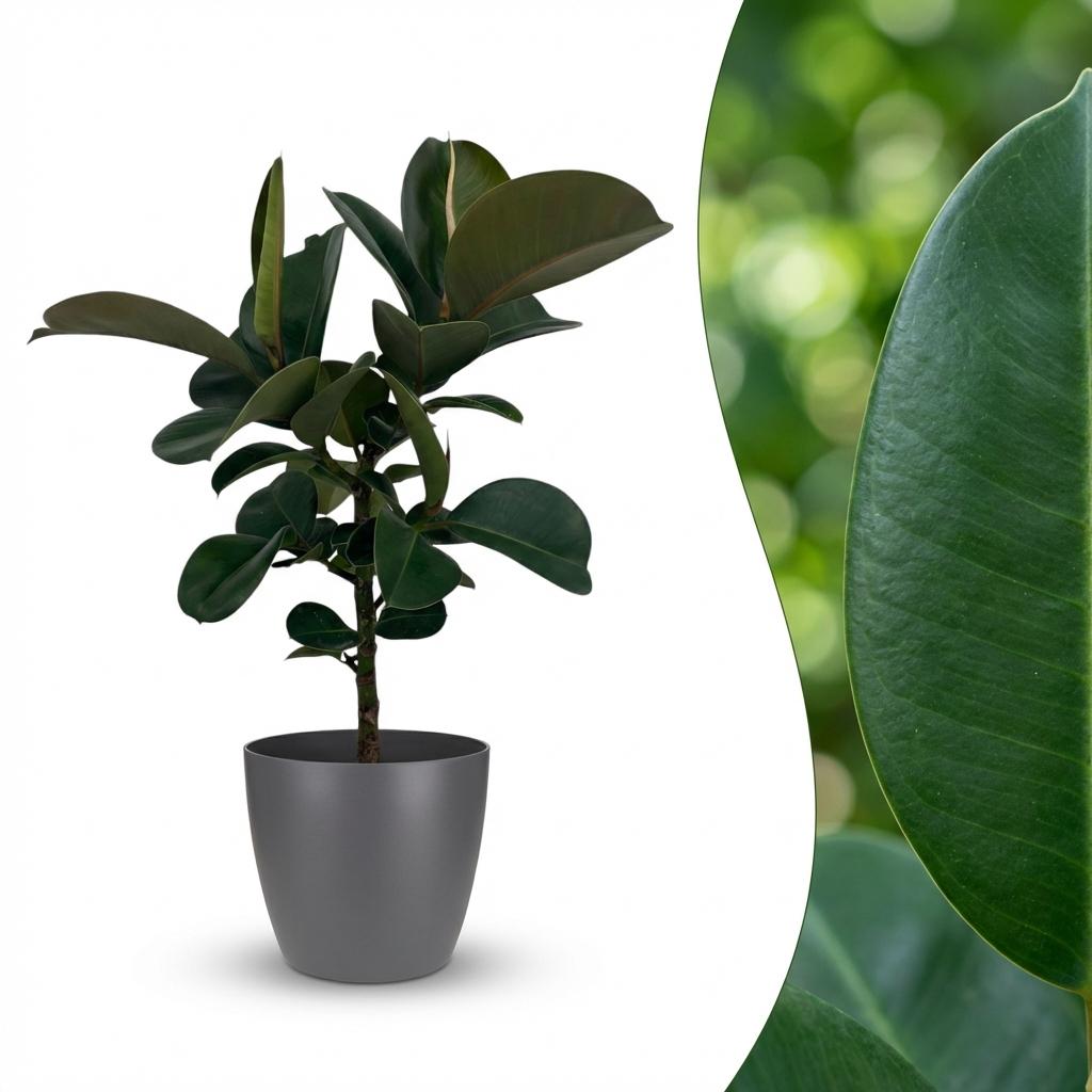 Ficus elastica Cloe (rubberplant) in Potter-sierpot grijs – Ø19 cm, 65 cm hoog