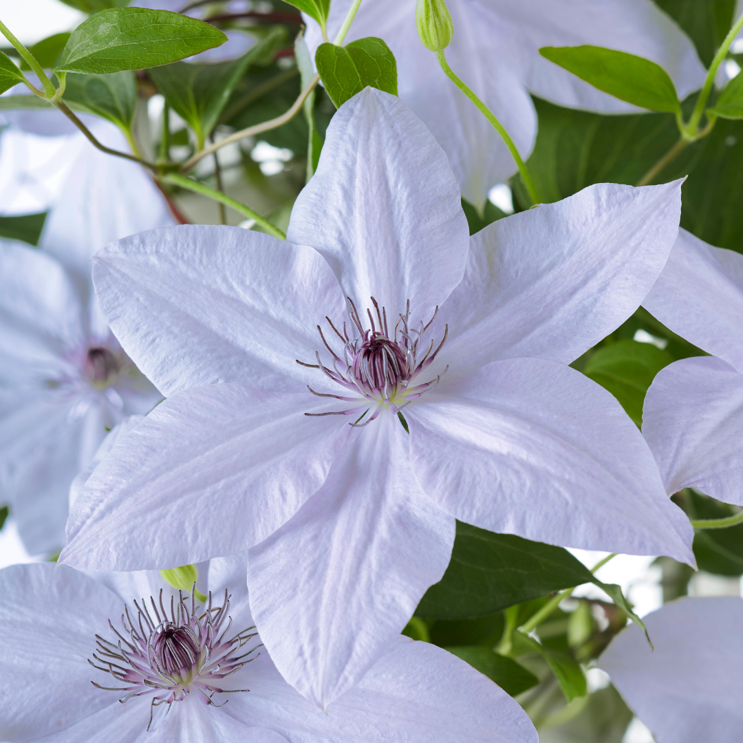Clematis 'Double Up Barnadine + Masa' (bosrank) – Ø23 cm