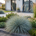 Festuca glauca (fétuque bleue) – 12 plantes, Ø11 cm, 15–25 cm de haut