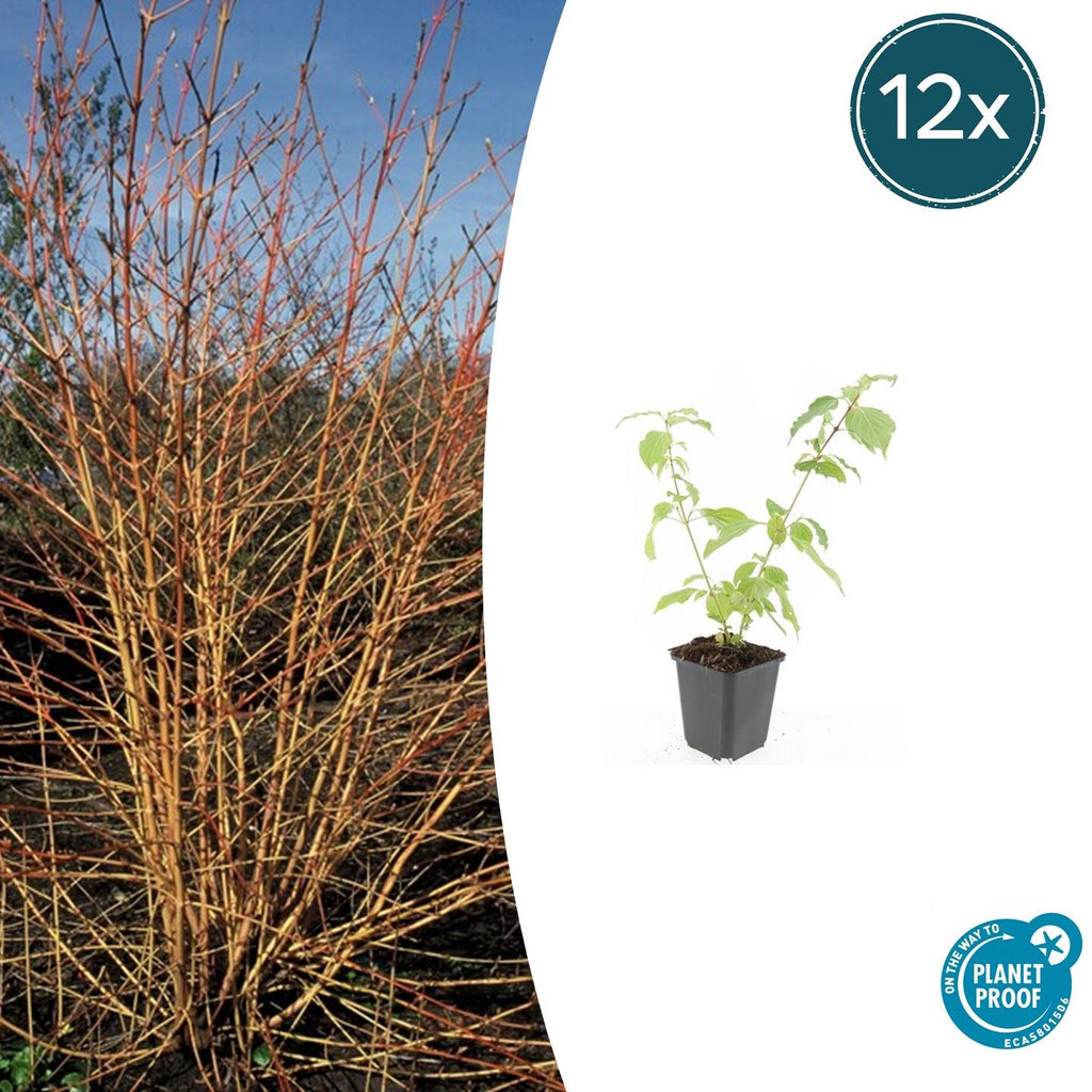 Cornus sanguineum 'Anny’s Winter Orange' (cornouiller sanguin) – 12 plants, Ø9 cm, 10–25 cm de haut – photo 2