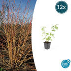 Cornus sanguineum 'Anny’s Winter Orange' (cornouiller sanguin) – 12 plants, Ø9 cm, 10–25 cm de haut