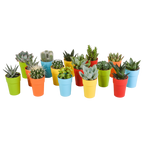 15× Mélange de cactus et plantes grasses (Cactaceae) – Ø6 cm, 13 cm de haut – pot en plastique coloré
