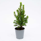 Picea glauca 'Perfecta' (petit sapin de Noël) – 3 plants, Ø6 cm, 15–20 cm de haut