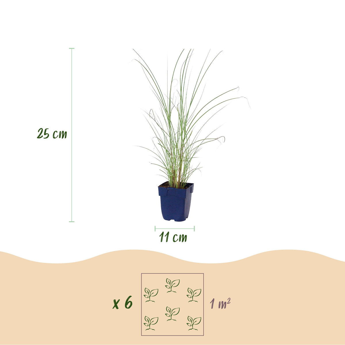 Miscanthus sinensis 'Morning Light' (miscanthus) – 6 plantes, Ø11 cm, 15–25 cm de haut – photo 3