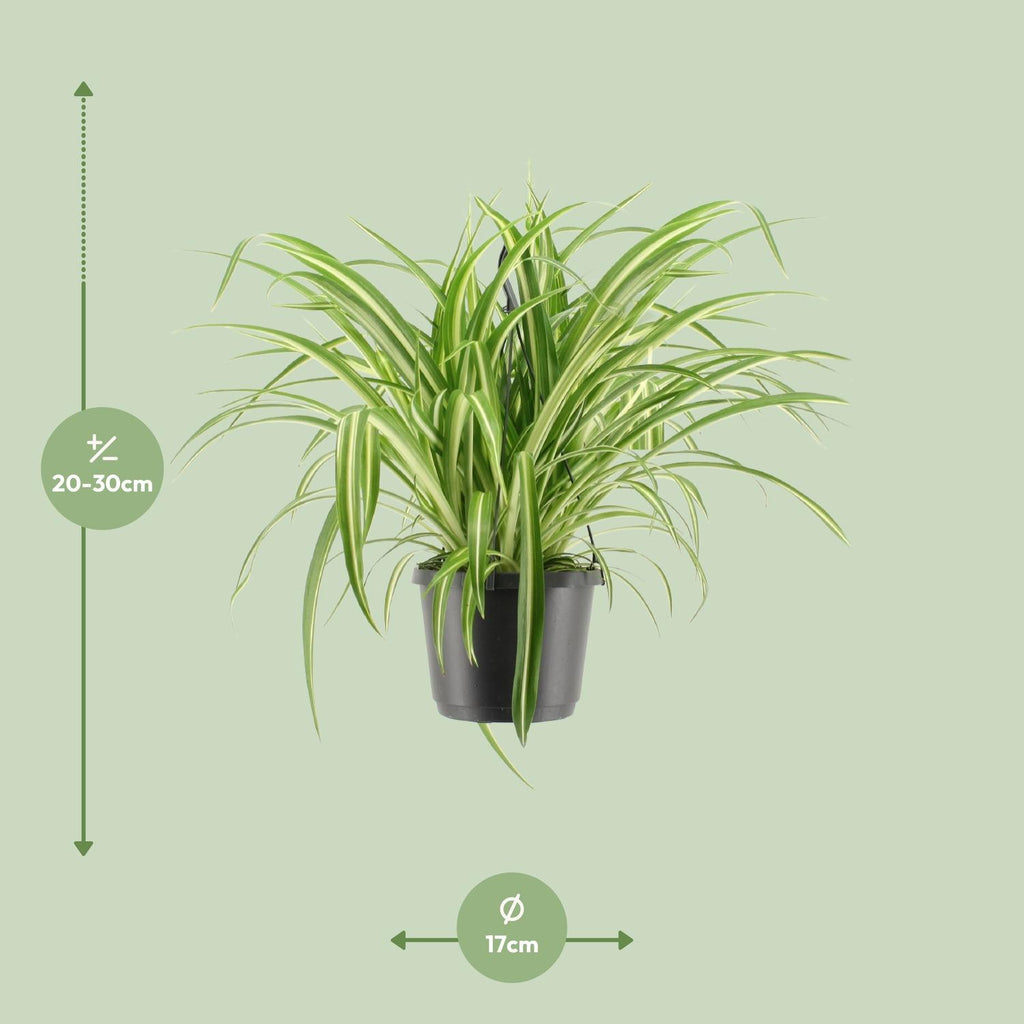 Chlorophytum comosum Variegatum (Grünlilie) – Ø 17 cm, 30 cm hoch