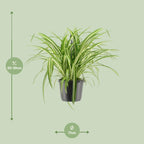 Chlorophytum comosum Variegatum (Grünlilie) – Ø 17 cm, 30 cm hoch