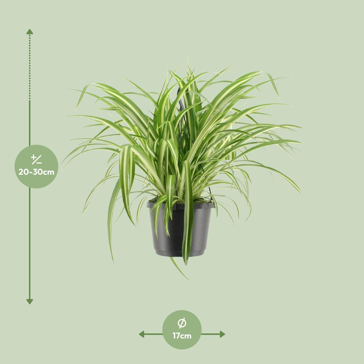 Chlorophytum comosum Variegatum (Grünlilie) – Ø 17 cm, 30 cm hoch