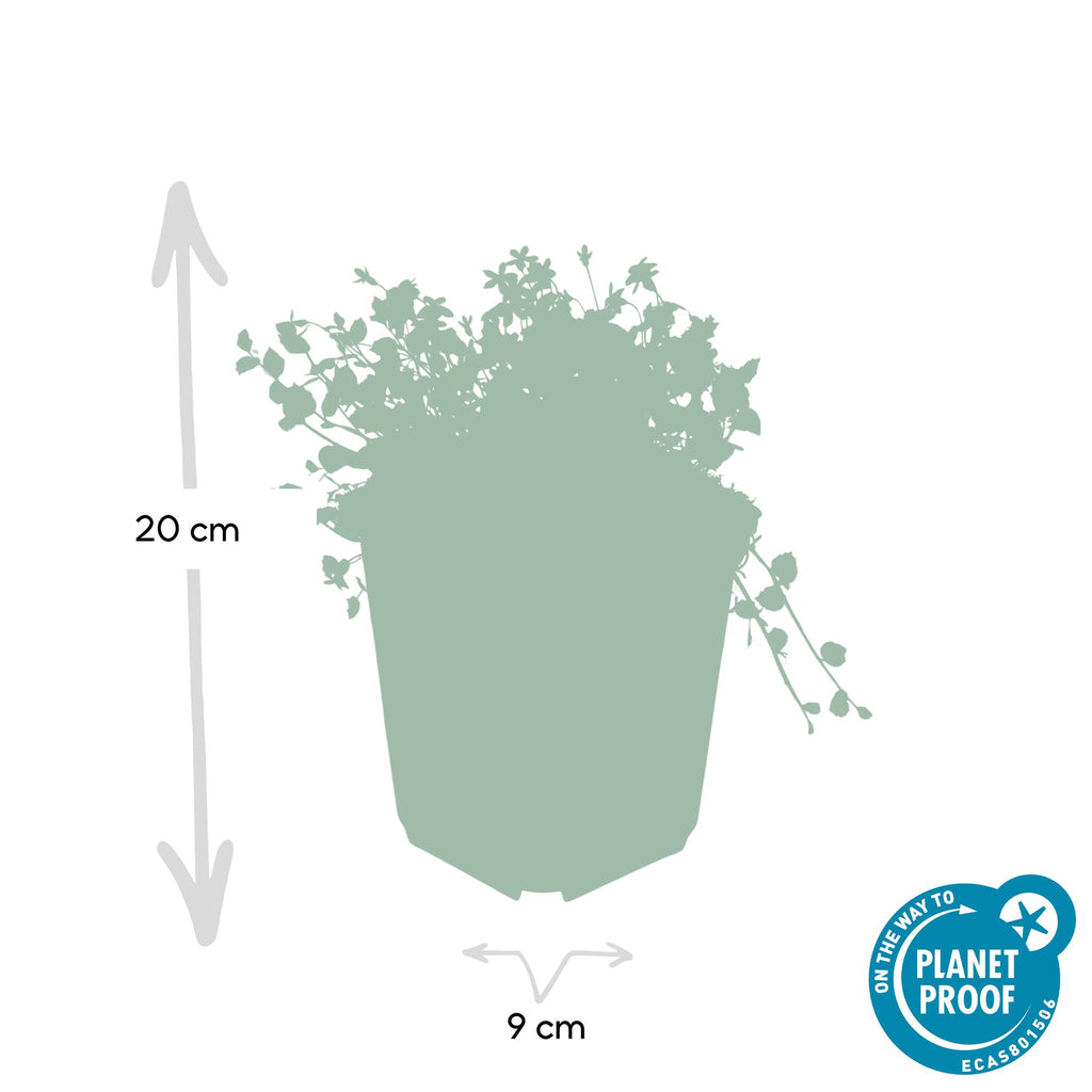 Isotoma fluviatilis (blue carpet) – 6 plants, Ø9 cm, 10–25 cm high – photo 2
