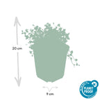 Isotoma fluviatilis (blue carpet) – 6 plants, Ø9 cm, 10–25 cm high