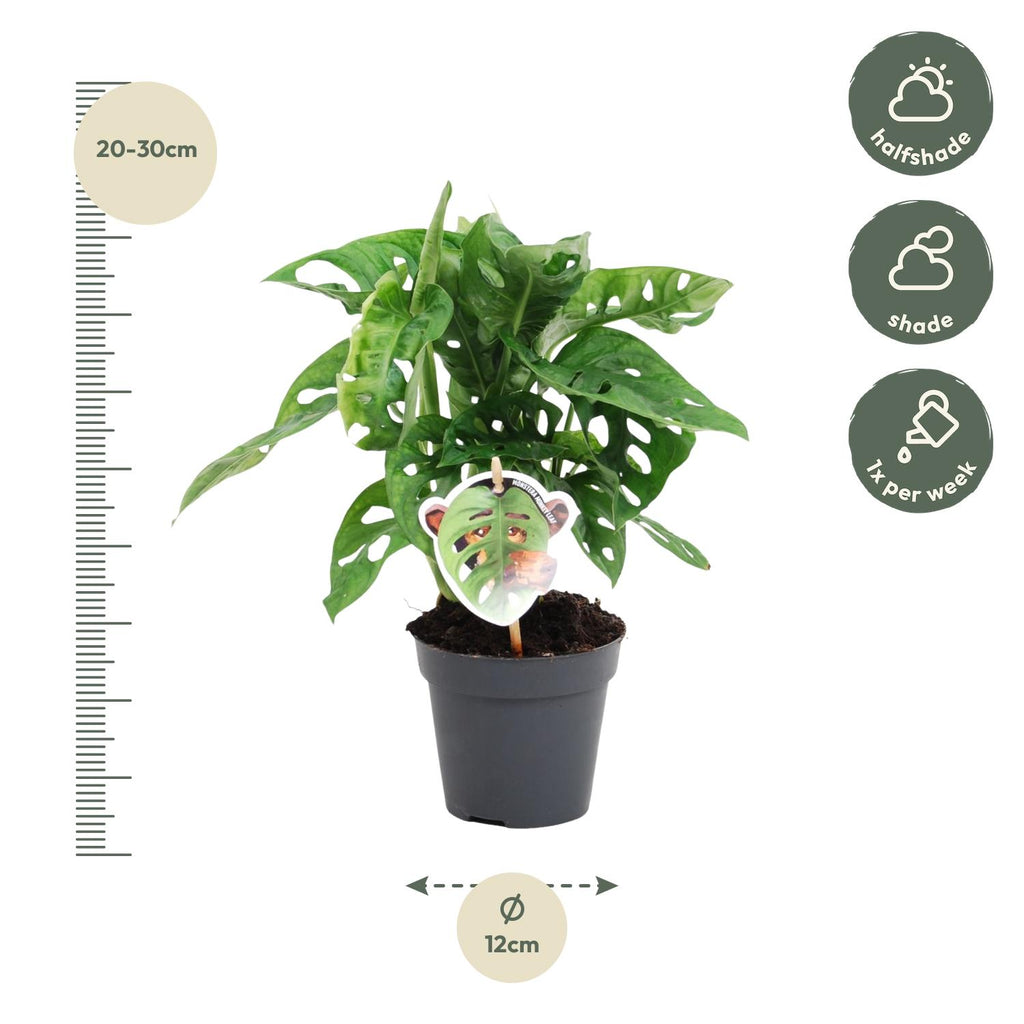 Monstera obliqua 'Monkey Leaf' (gatenplant) – Ø12 cm, 25 cm hoog