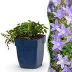 Campanula poscharskyana 'Stella' (jacinthe à feuilles de pêcher) – violet – 3 plants, Ø11 cm, 15–25 cm de haut
