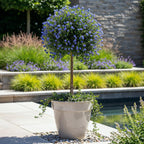 Ceanothus impressus 'Victoria' (Amerikaanse sering) op stam – Ø19 cm, 90 cm hoog